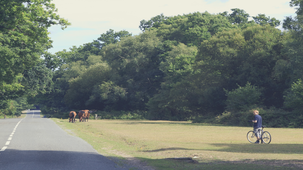 Bike ride in the New Forest